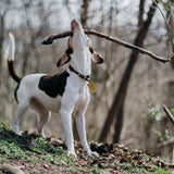 Walking Wild – Berlin mit Hund: Dein Guide für Abenteuer mit dem Vierbeiner