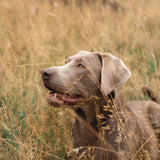 Walking Wild – Berlin mit Hund: Dein Guide für Abenteuer mit dem Vierbeiner