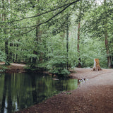 Walking Wild – Berlin mit Hund: Dein Guide für Abenteuer mit dem Vierbeiner