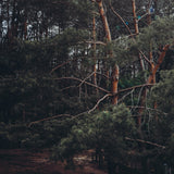 Walking Wild – Berlin mit Hund: Dein Guide für Abenteuer mit dem Vierbeiner