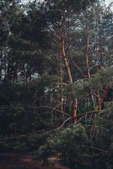 SAMPLE - Walking Wild - Berlin mit Hund