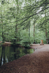 SAMPLE - Walking Wild - Berlin mit Hund