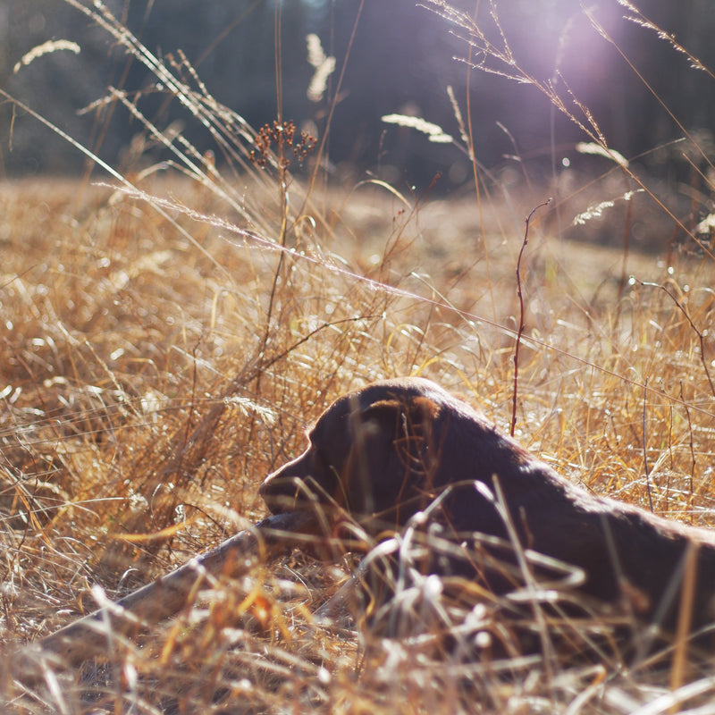 Walking Wild – Berlin mit Hund: Dein Guide für Abenteuer mit dem Vierbeiner