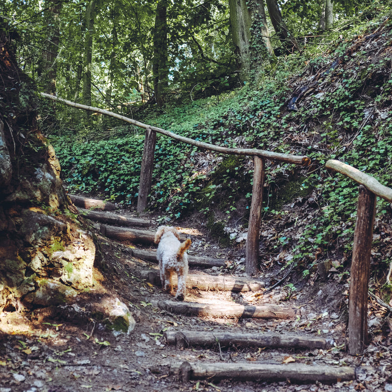 Walking Wild – Berlin mit Hund: Dein Guide für Abenteuer mit dem Vierbeiner
