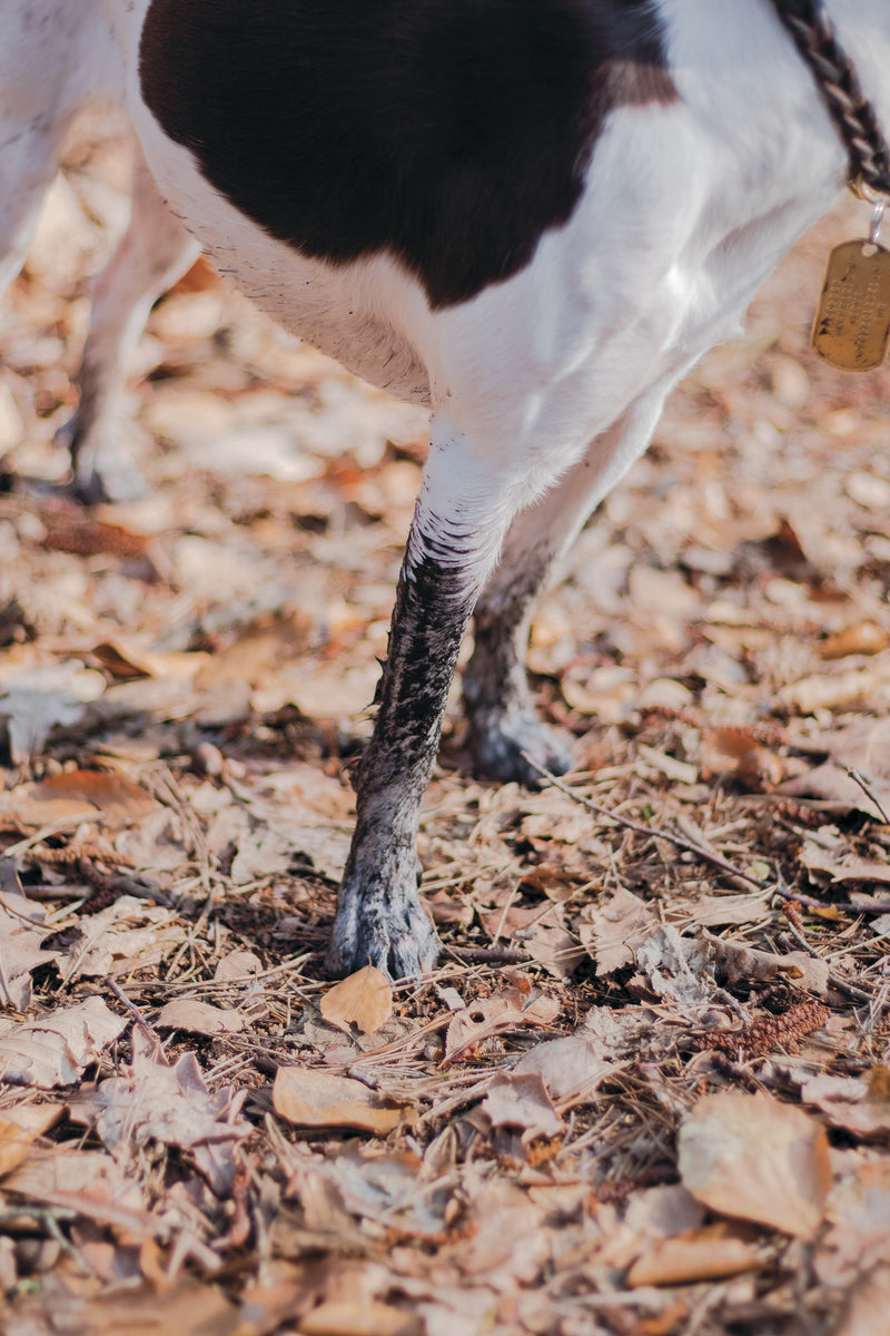 SAMPLE - Walking Wild - Berlin mit Hund