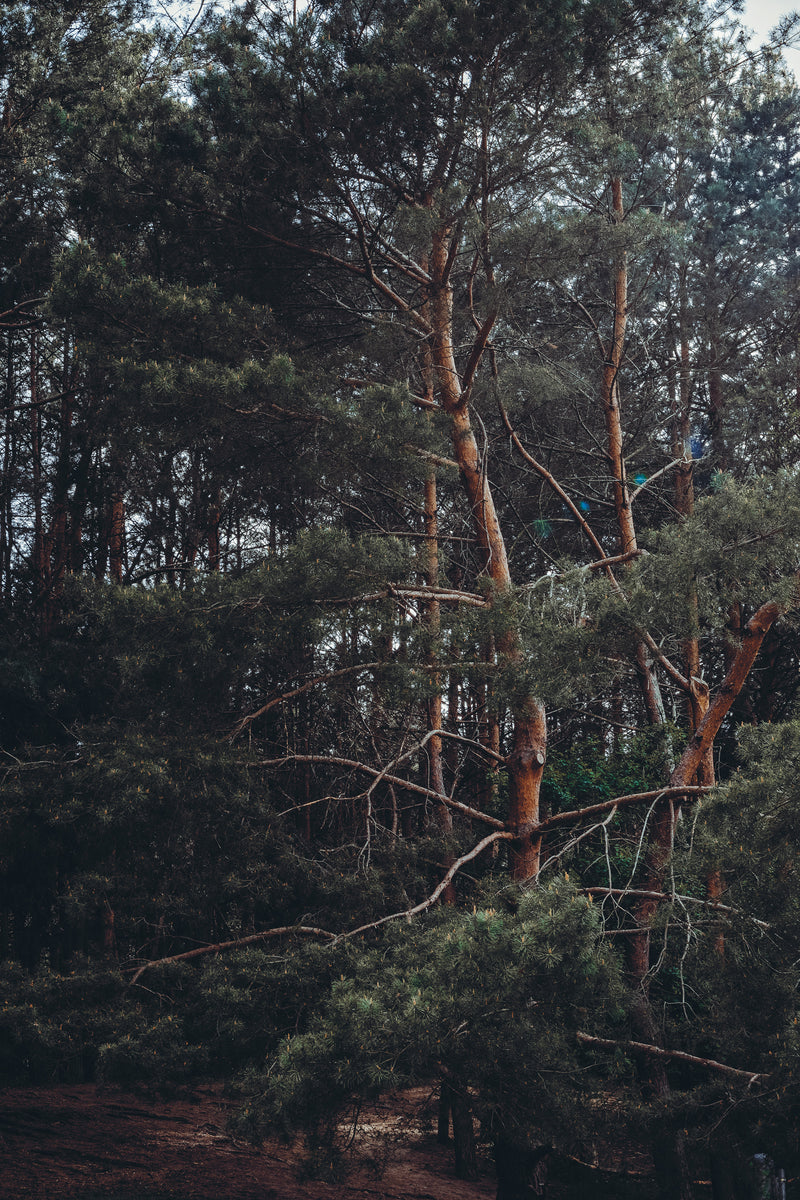 SAMPLE - Walking Wild - Berlin mit Hund