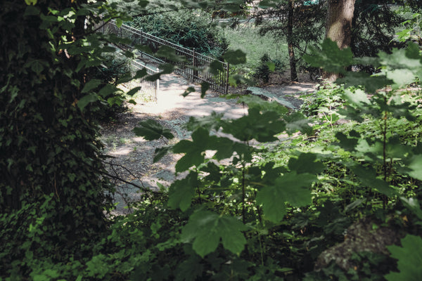 SAMPLE - Walking Wild - Berlin mit Hund