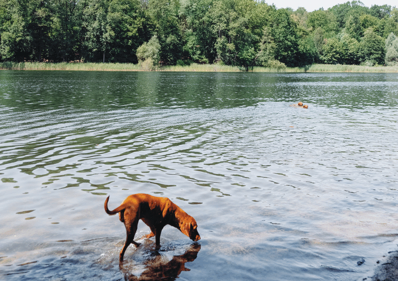 Walking Wild - Berlin mit Hund