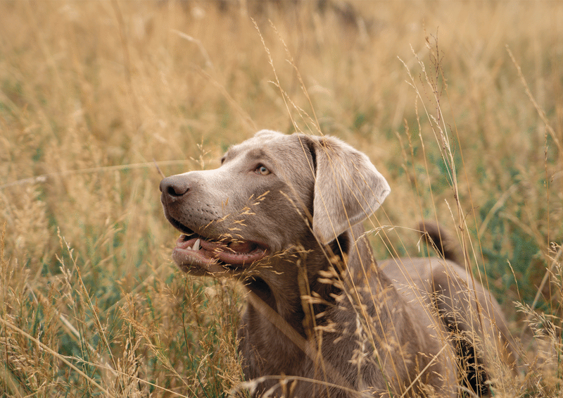 Walking Wild - Berlin mit Hund