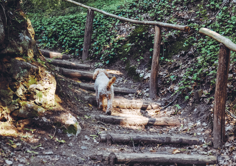 Walking Wild - Berlin mit Hund