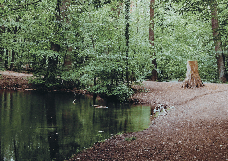 Walking Wild - Berlin mit Hund