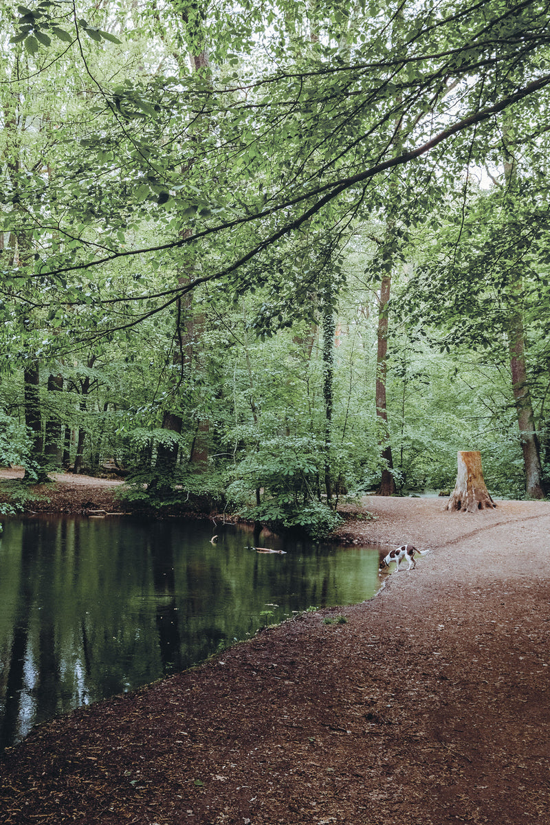 SAMPLE - Walking Wild - Berlin mit Hund